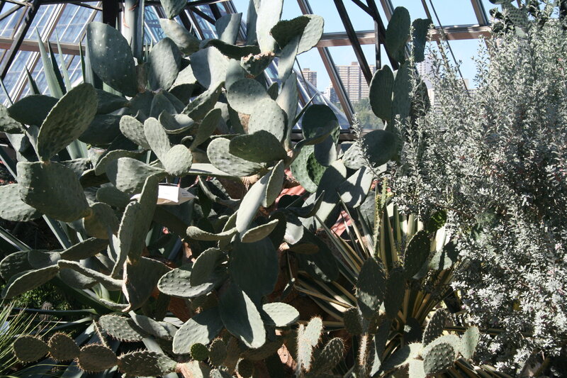 Prickly Pear Cactus — Green, Calm