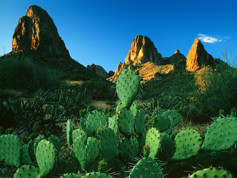 Prickly Pear Cactus — Green, Dramatic