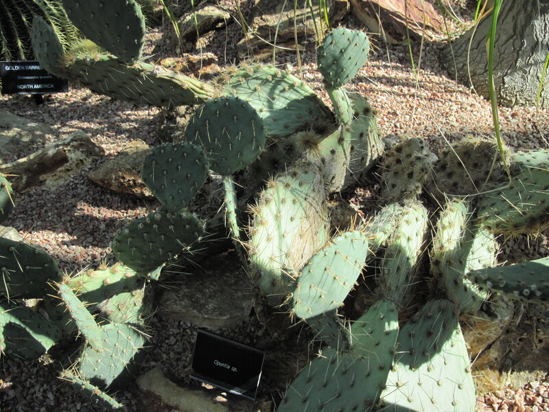 Prickly Pear Cactus — Green, Natural, Afternoon