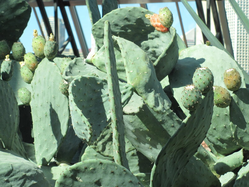 Prickly Pear Cactus — Green, Natural