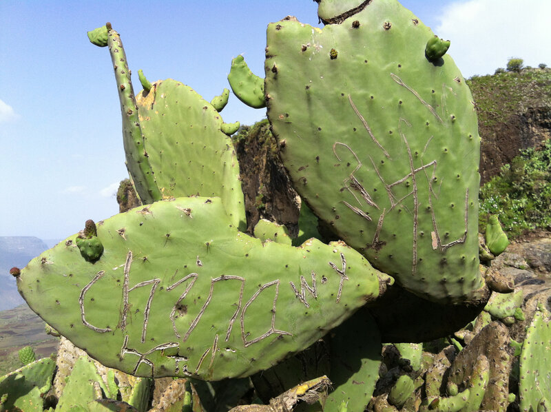 Prickly Pear Cactus — Green, Outdoor