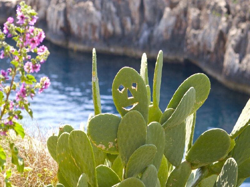 Prickly Pear Cactus — Green, Serene, Afternoon, Photograph
