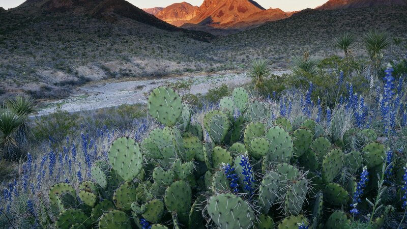 Prickly Pear Cactus — Green, Serene, Sunset