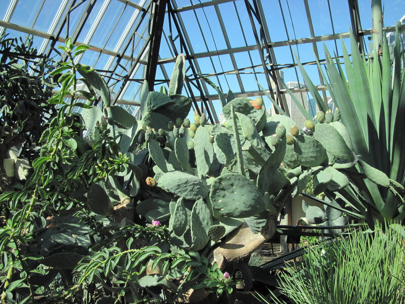 Prickly Pear Cactus — Green, Serene