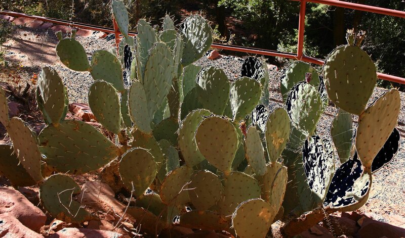prickly pear cactus in desert
