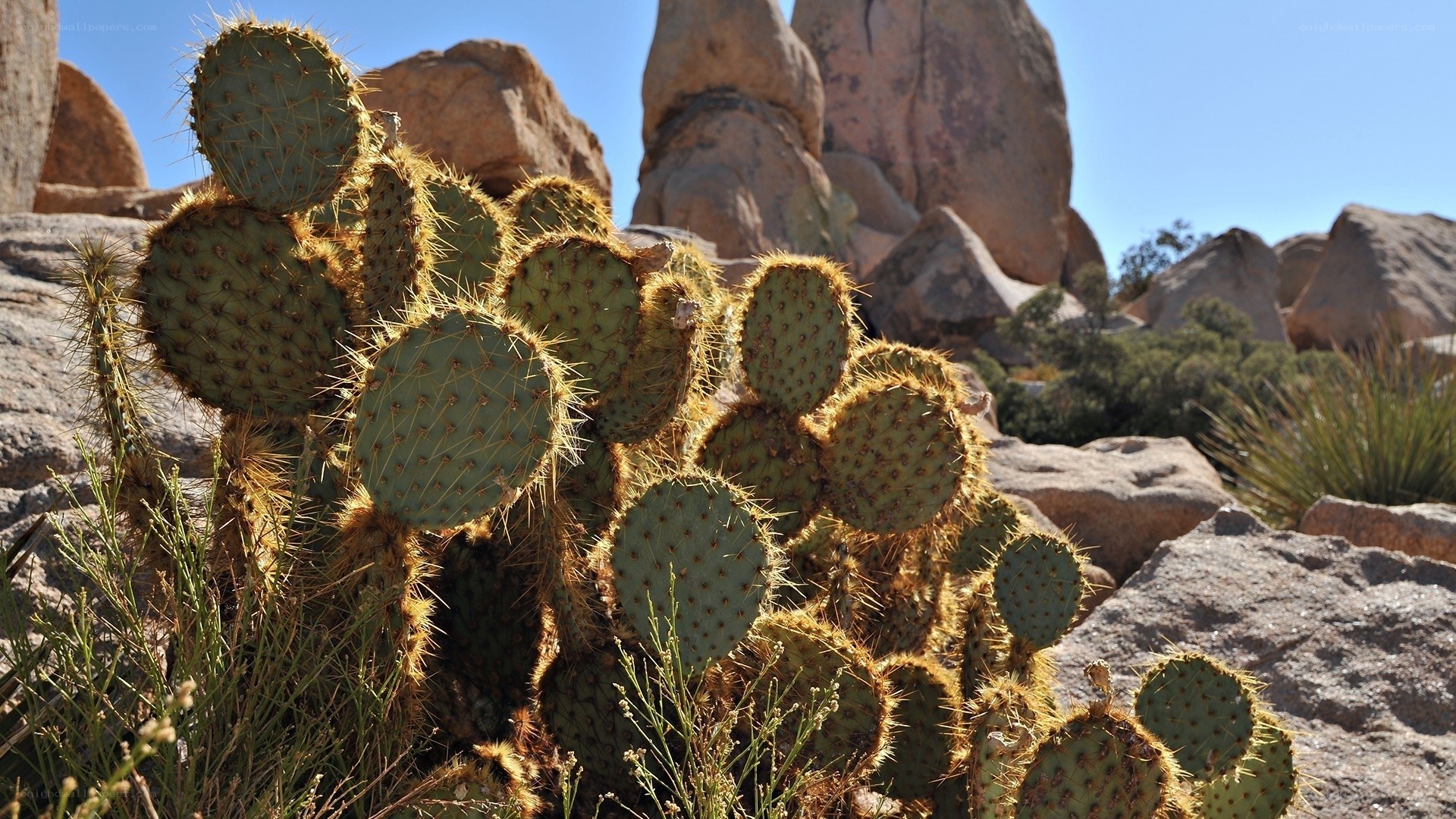 Prickly pear cactus in desert