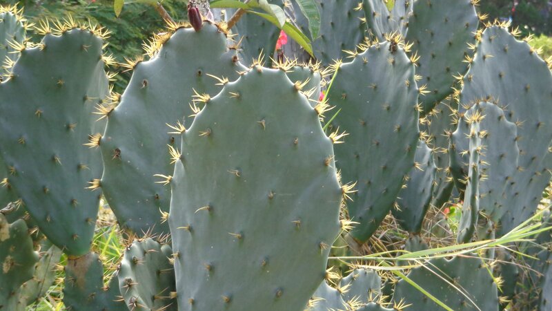 prickly pear cactus pads