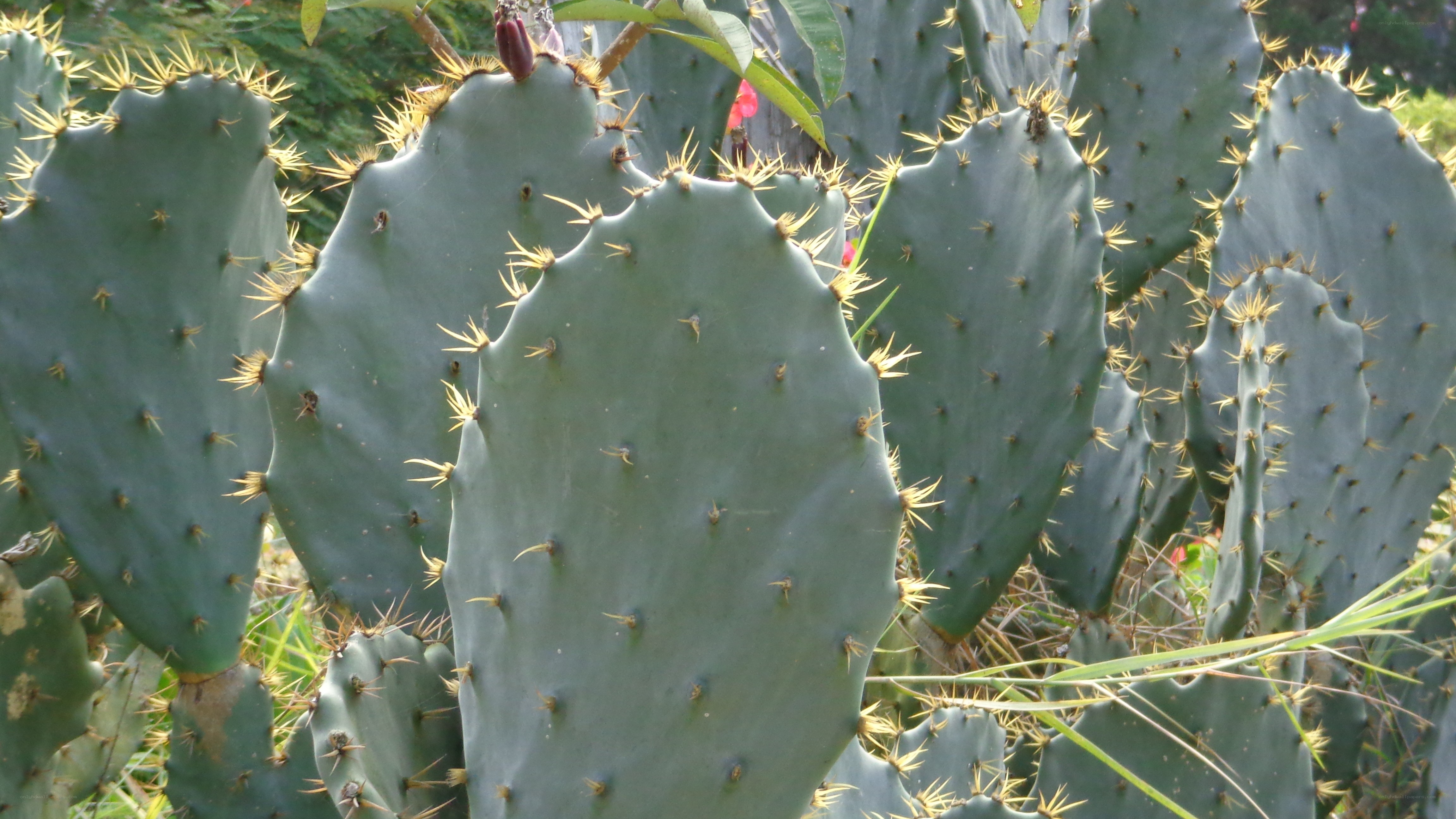 prickly pear cactus pads