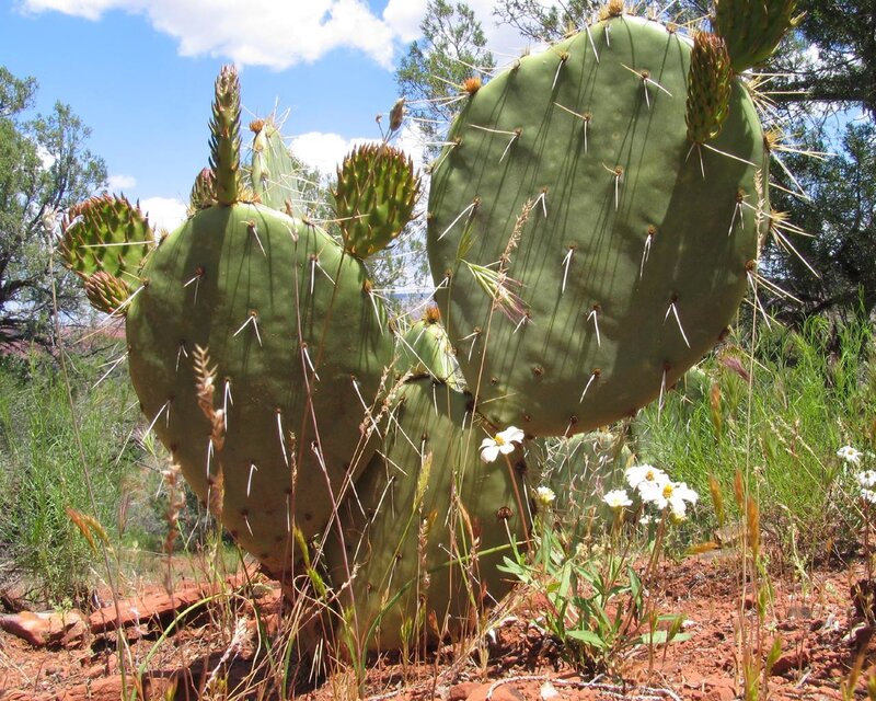 Prickly Pear Cactus