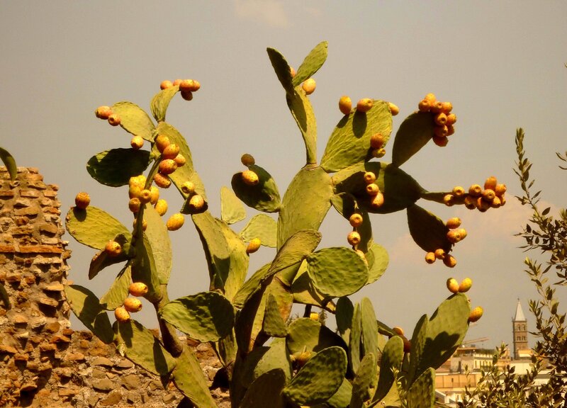 Prickly Pear Cactus with Fruit — Green, Calm