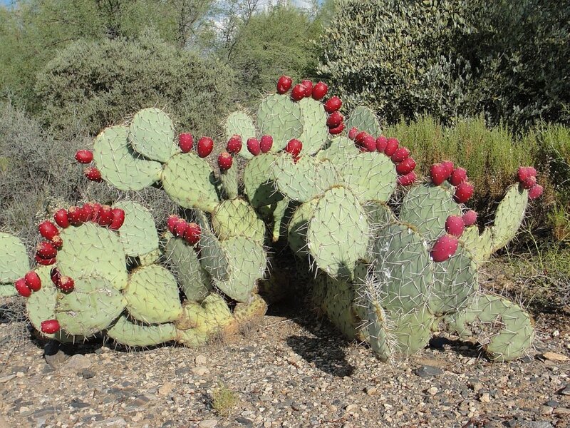Prickly Pear Cactus with Fruit — Green