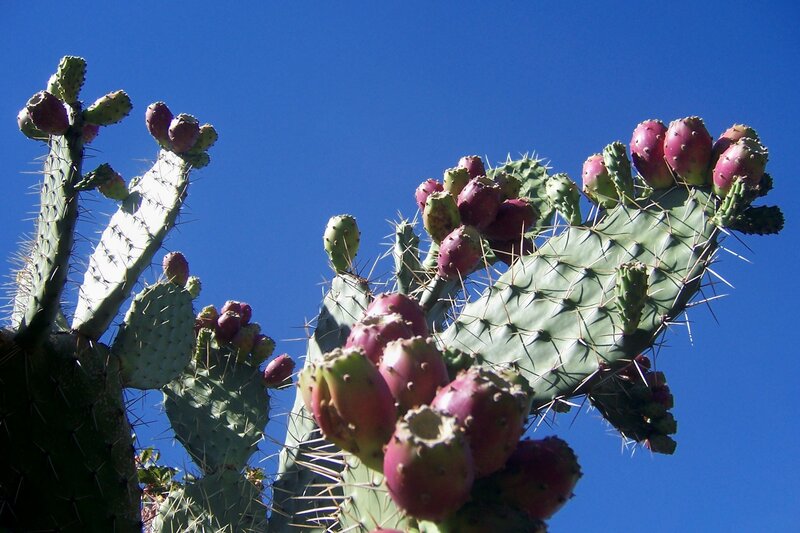 Prickly pear cactus with fruit