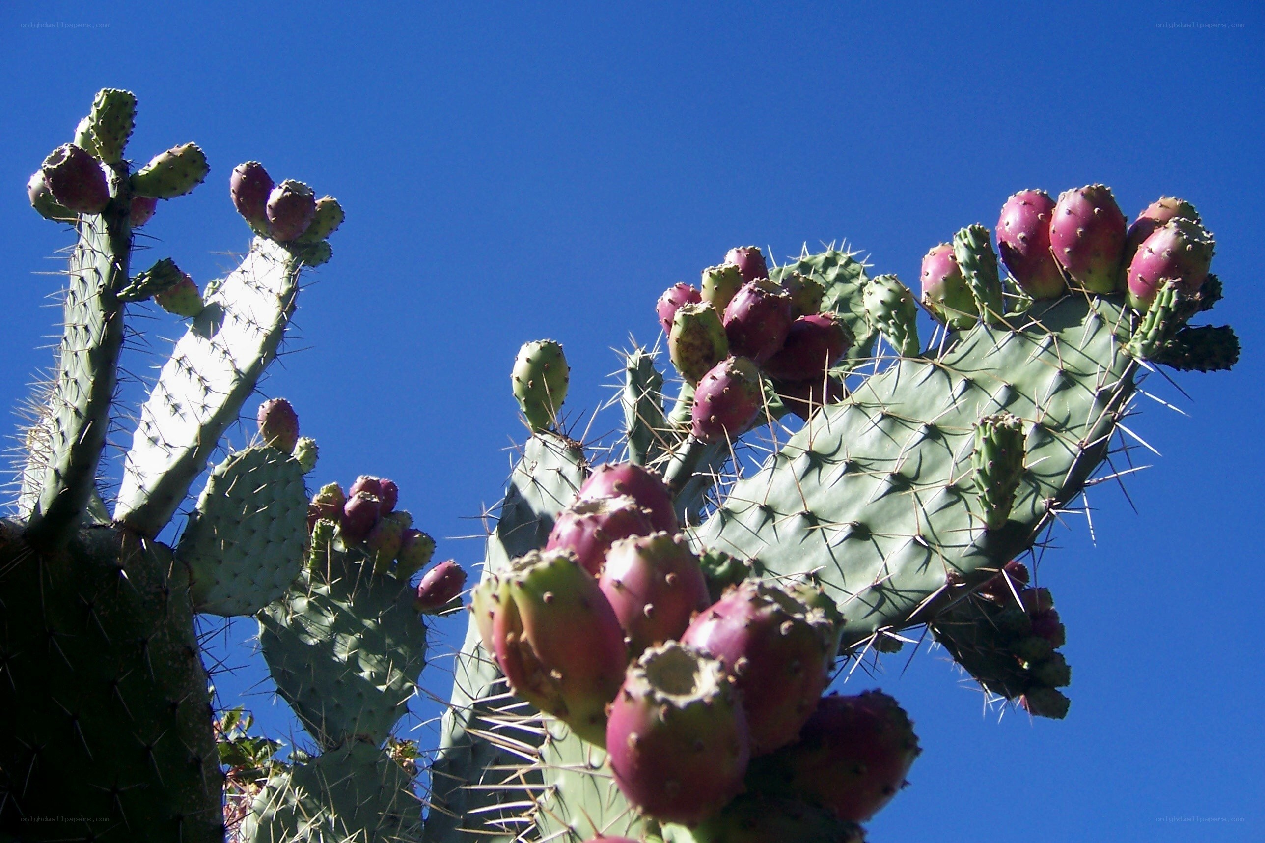 Prickly pear cactus with fruit