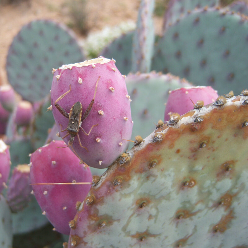prickly pear cactus with insect