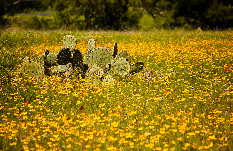 Prickly Pear Cactus — Yellow