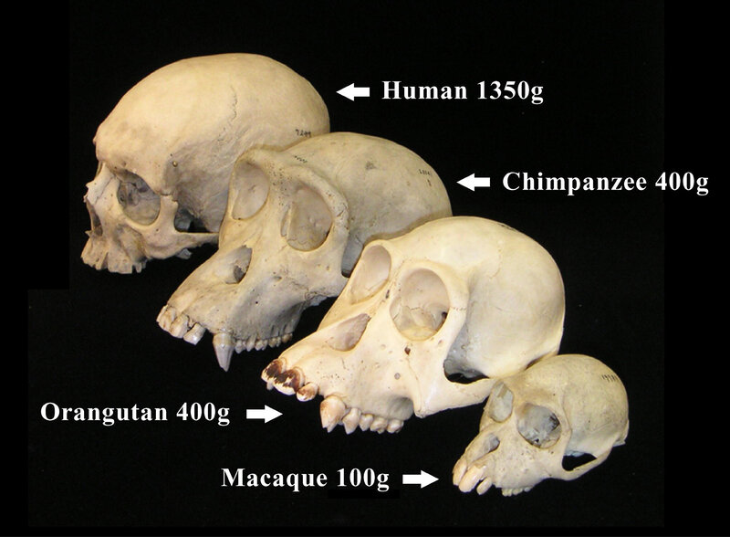 Primate skull comparison