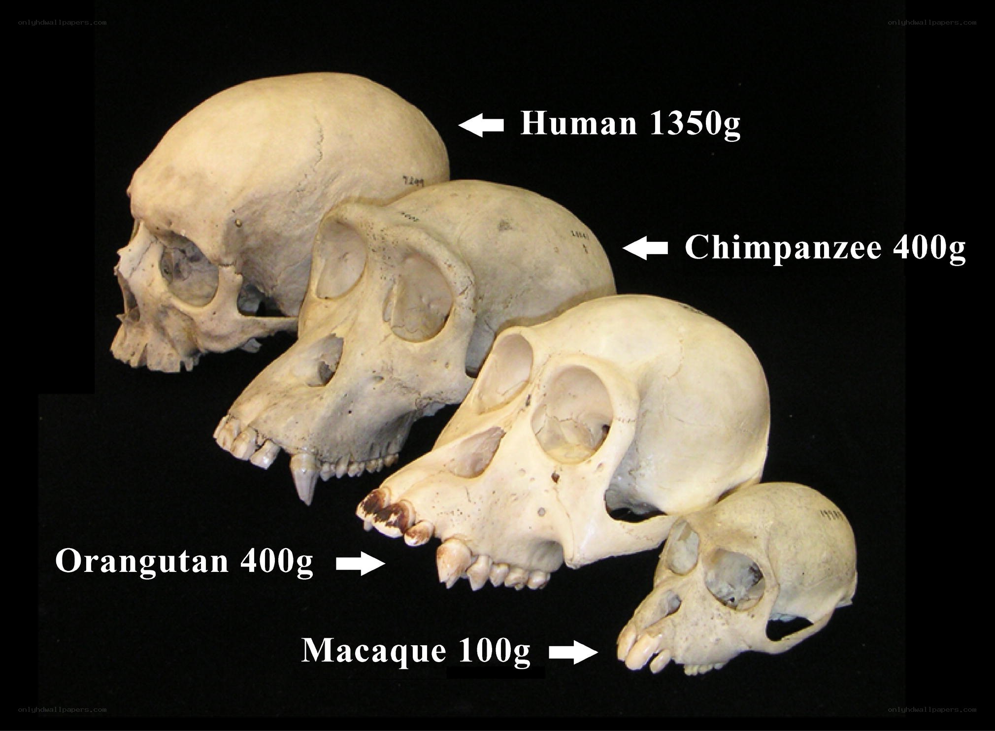Primate skull comparison