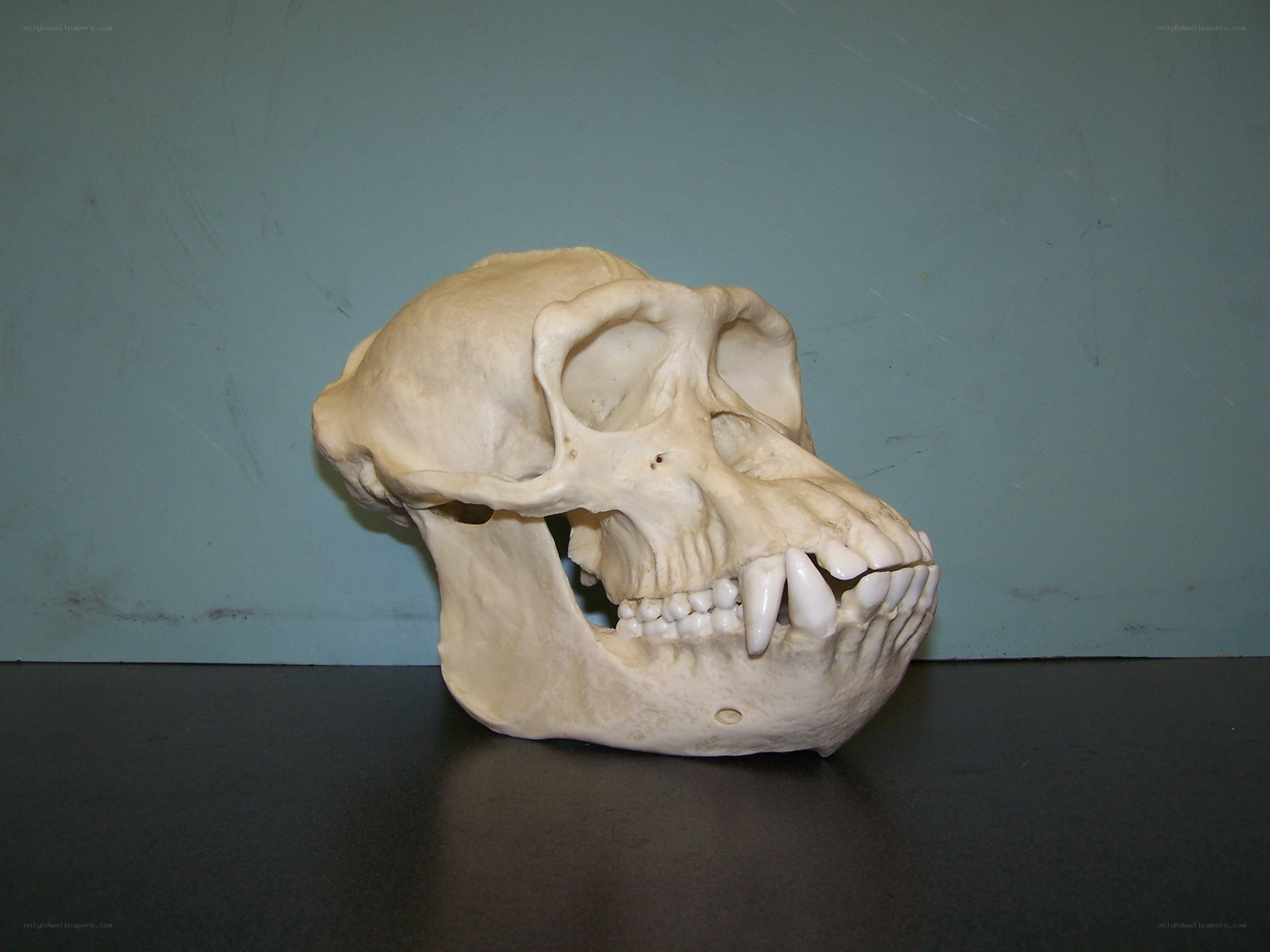 primate skull on display