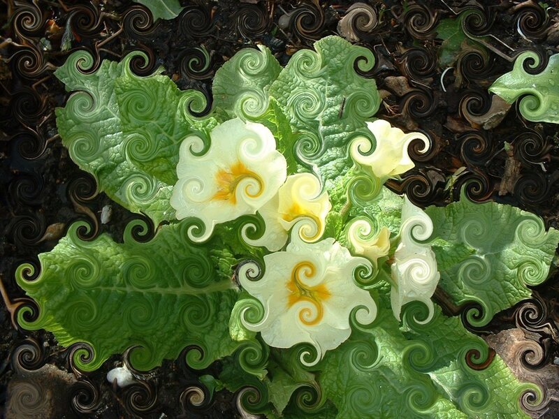 Primrose Flowers and Leaves