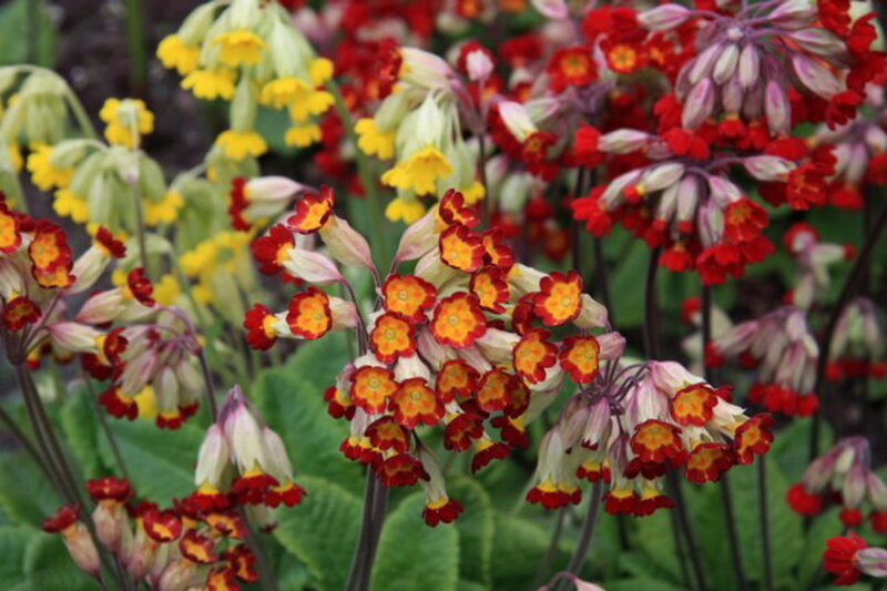 Primrose Flowers in Bloom