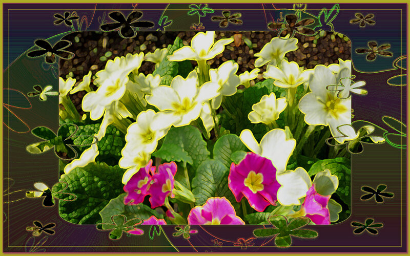 Primrose Flowers in Bloom — White