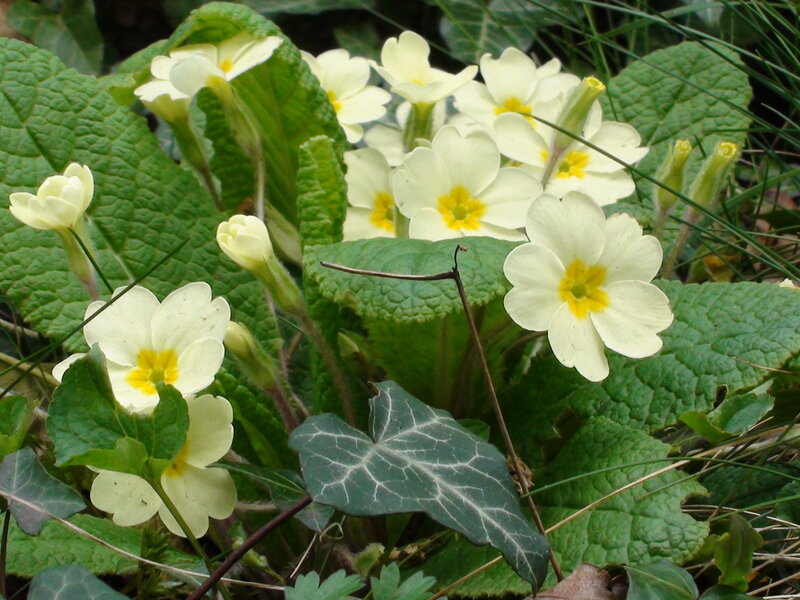 Primrose Flowers in Foliage