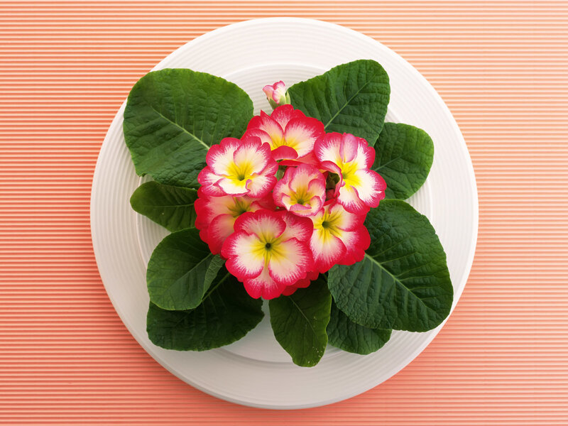 Primrose Flowers on Plate
