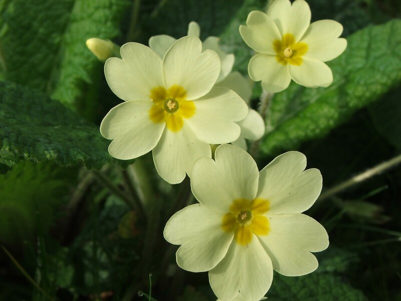 Primrose Flowers
