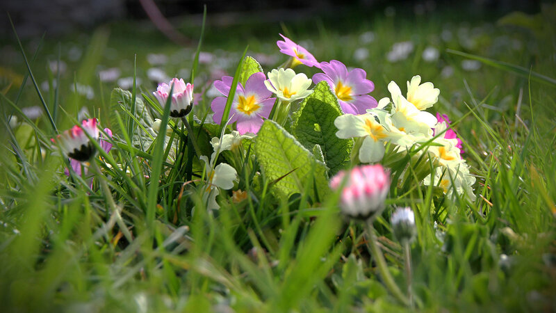 Primroses in Grass
