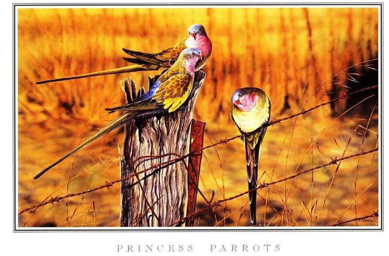 Princess Parrots on Fence