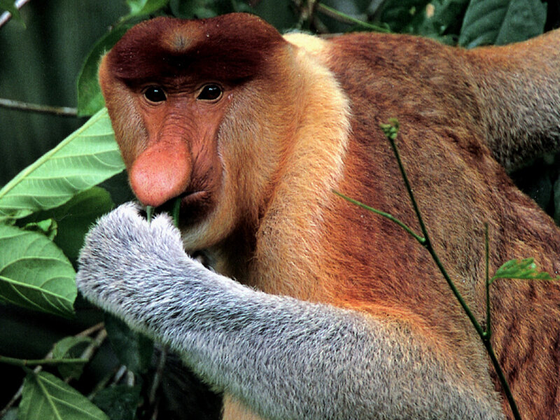 Proboscis monkey eating leaves