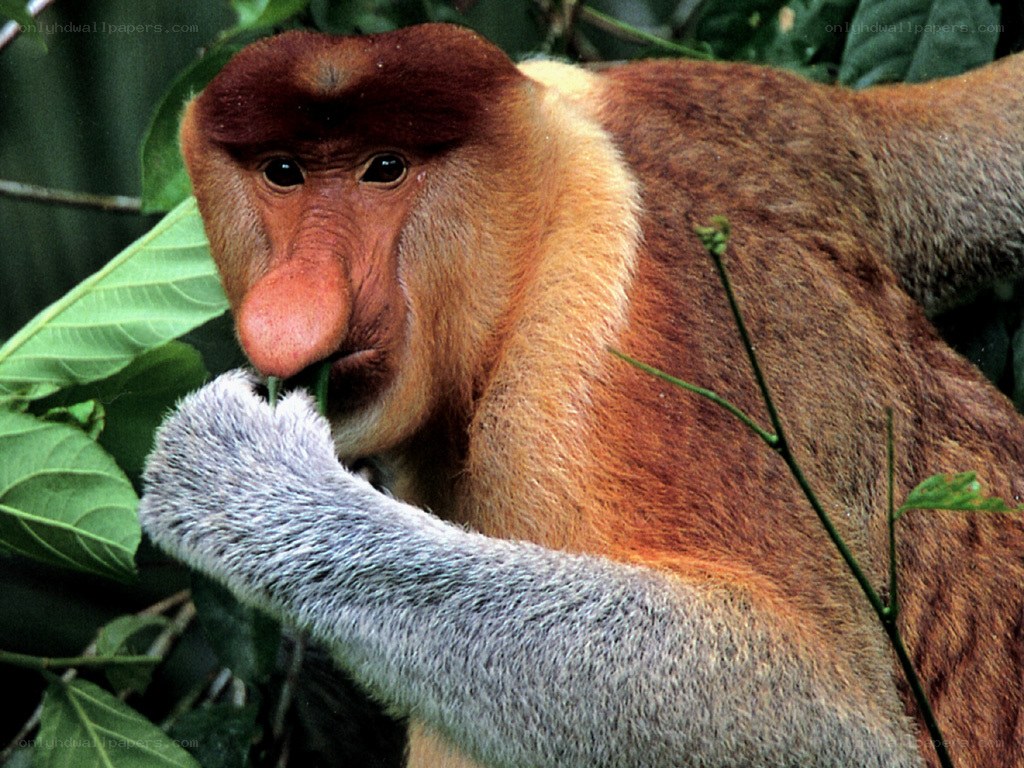Proboscis monkey eating leaves