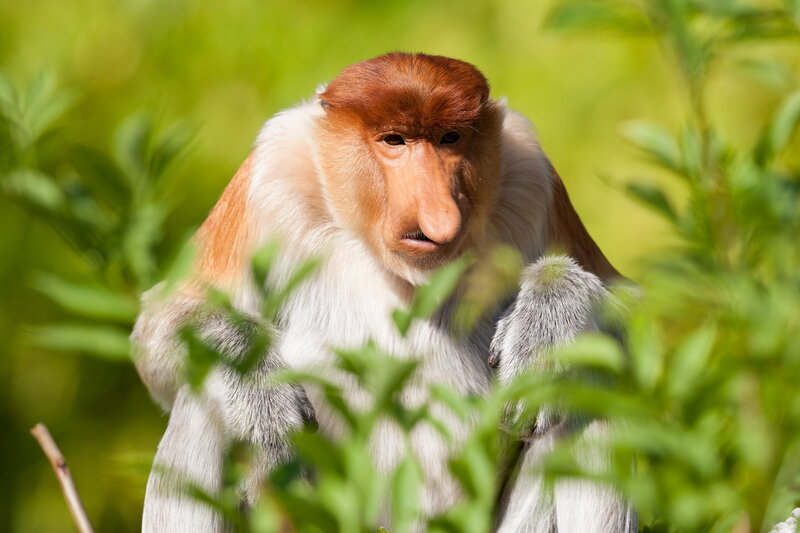Proboscis Monkey — Green, Natural