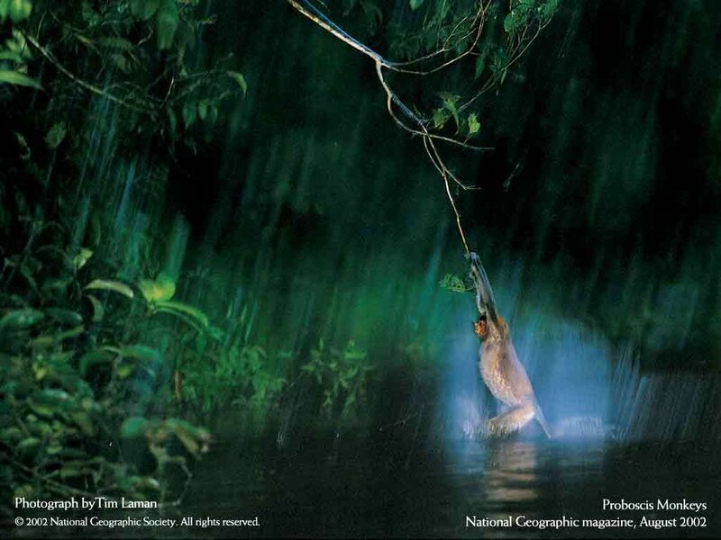 Proboscis monkey in rain