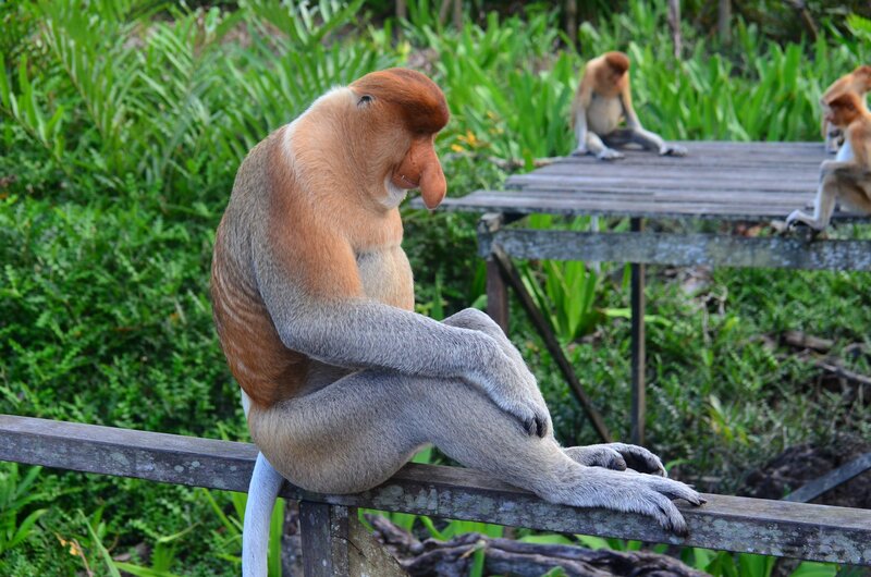 Proboscis monkey on a railing