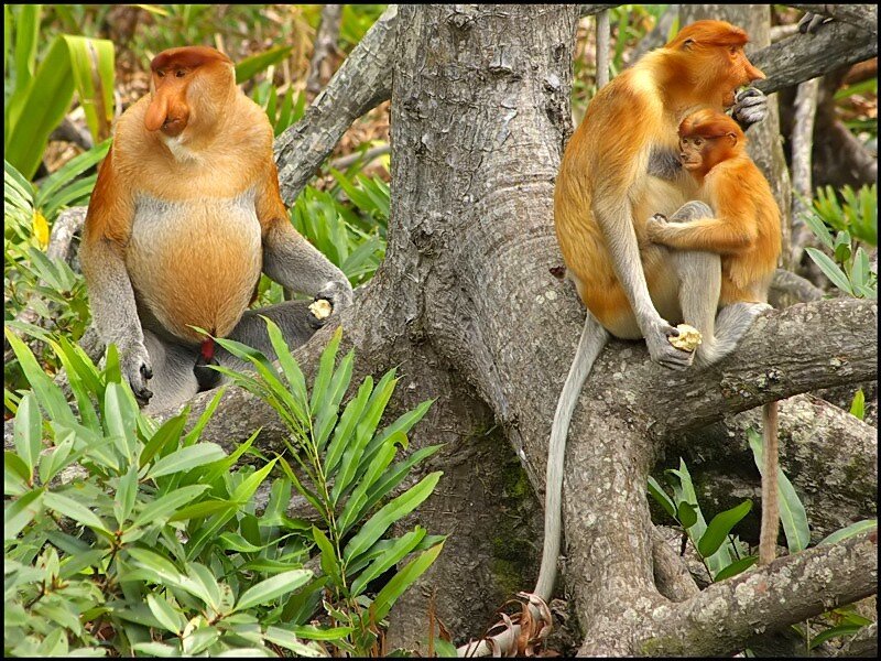 Proboscis monkeys in the wild