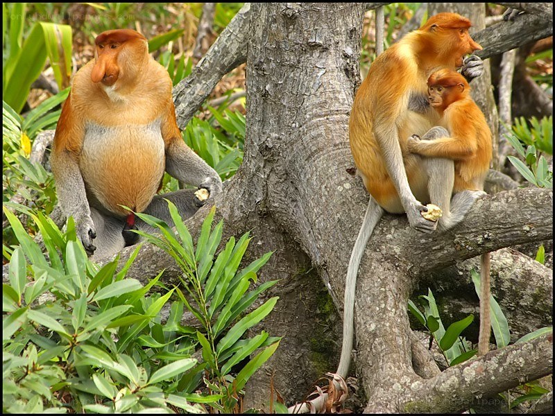 Proboscis monkeys in the wild