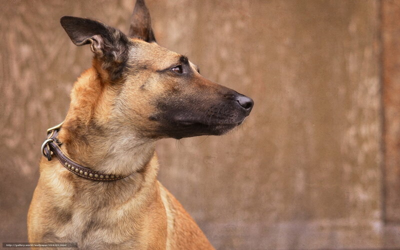 profile of a Belgian Malinois