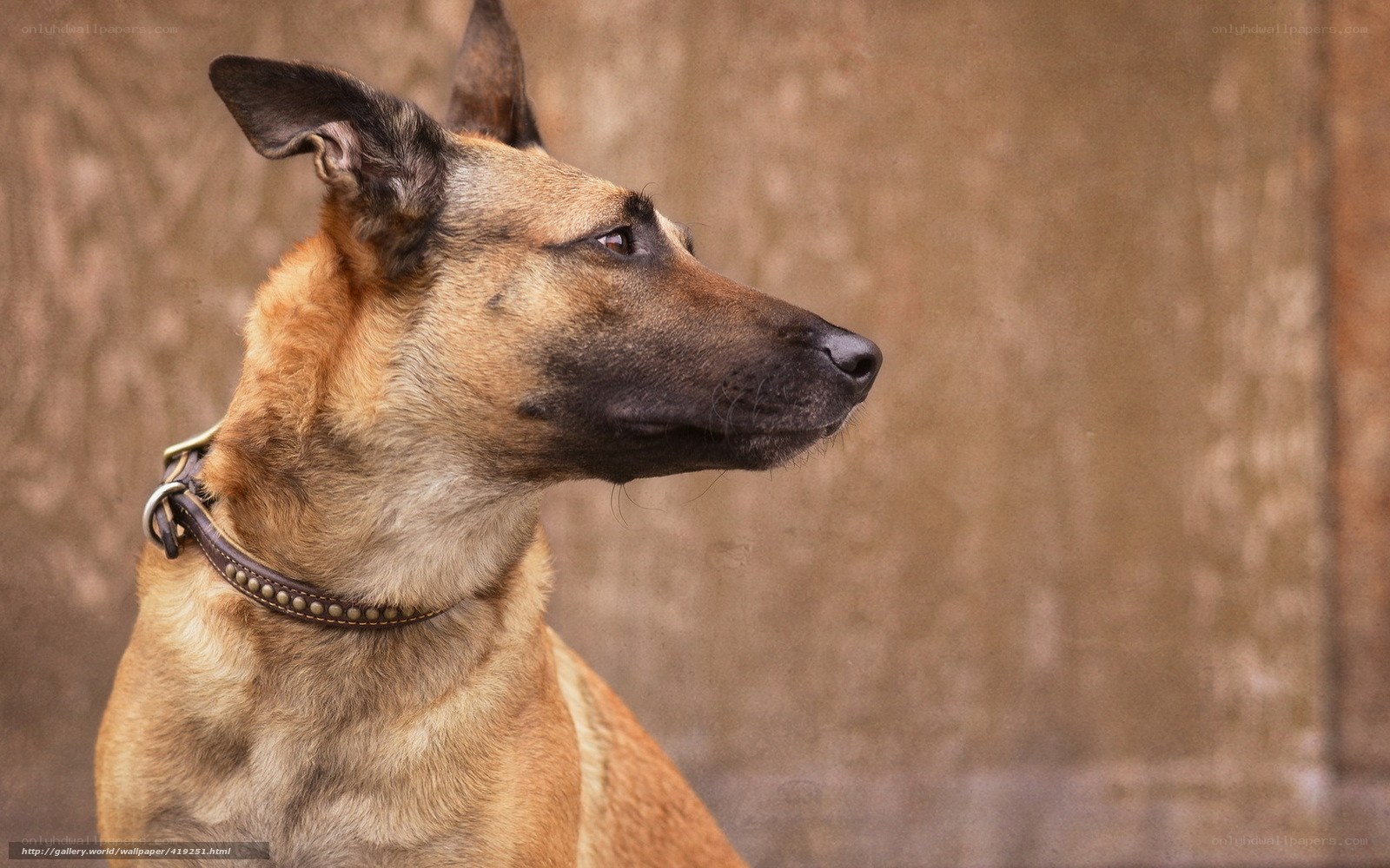 profile of a Belgian Malinois