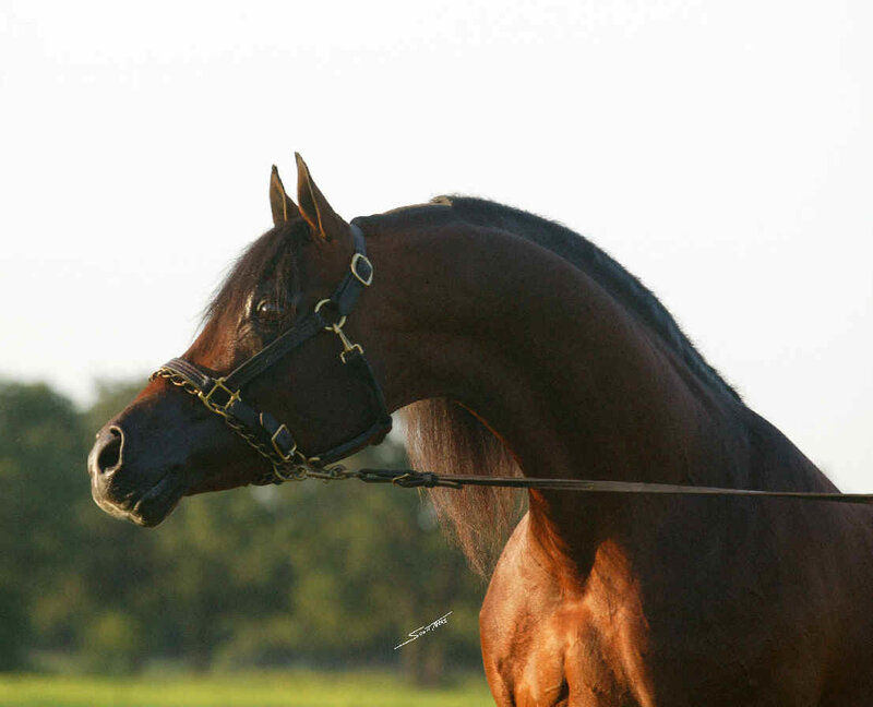 profile of a dark brown horse