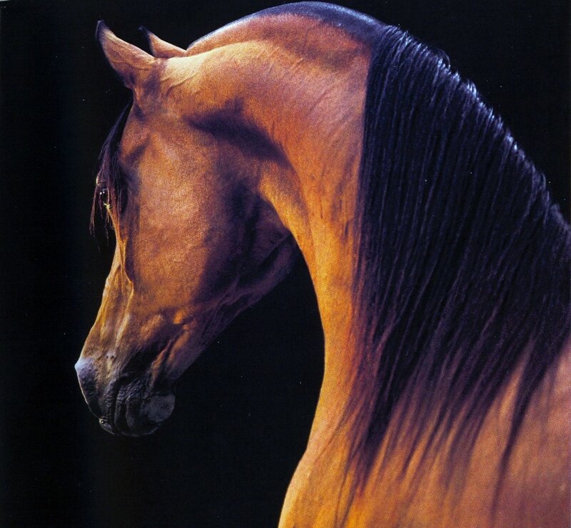 profile of a horse