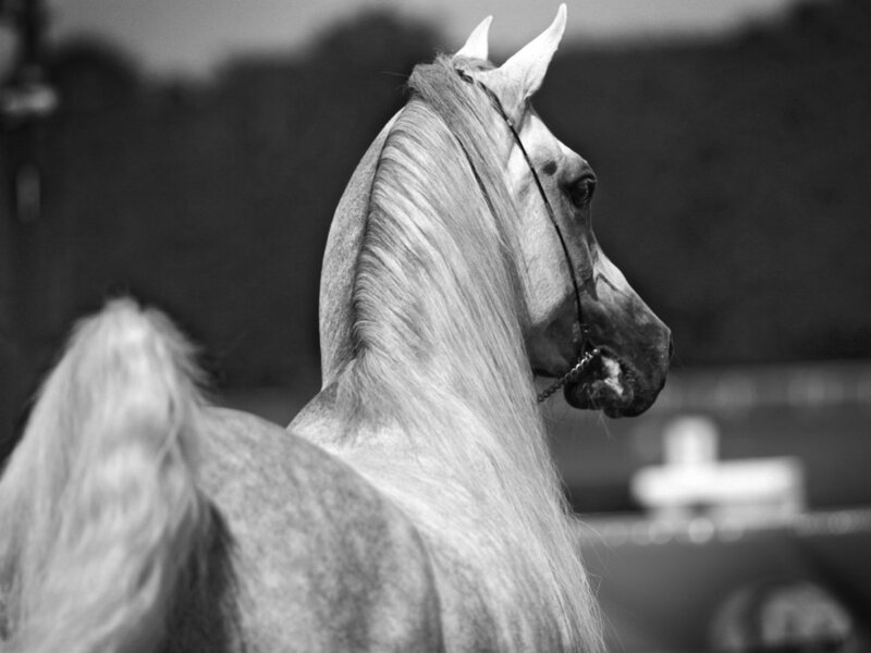 profile of a horse
