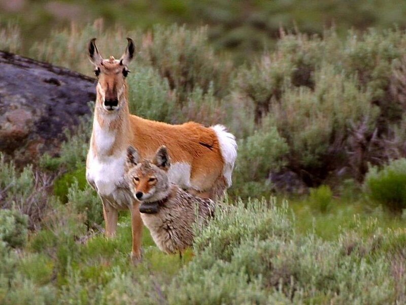 Pronghorn and Coyote