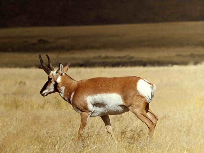 Pronghorn Antelope — Brown, Calm