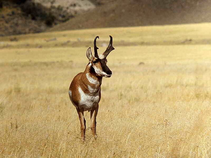 Pronghorn Antelope — Brown