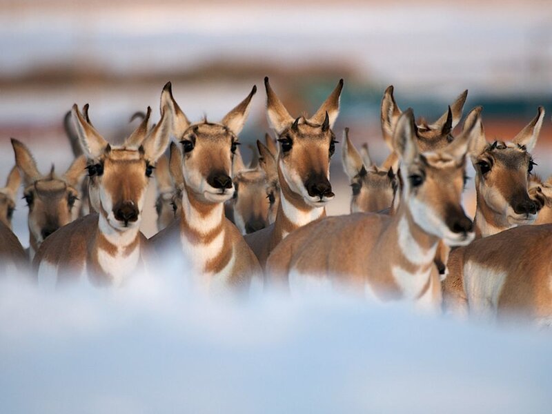 Pronghorn Antelope Herd