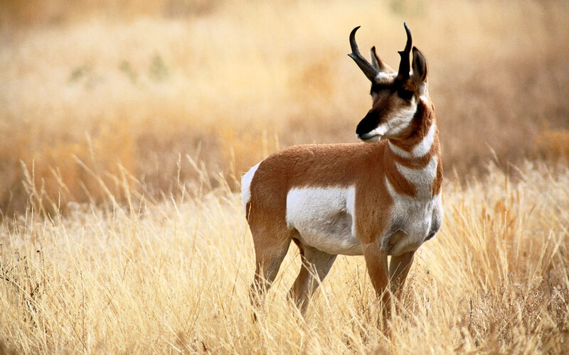 Pronghorn Antelope in Field — Brown