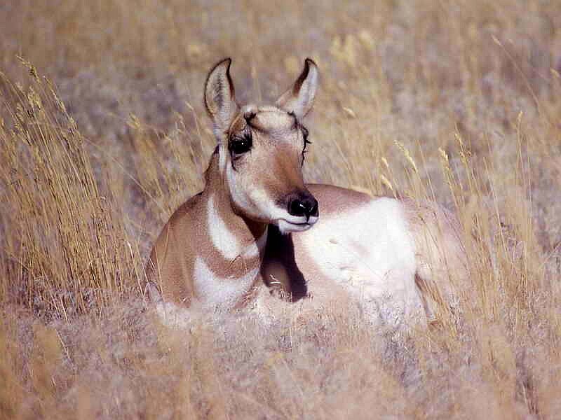 Pronghorn Antelope in Grass