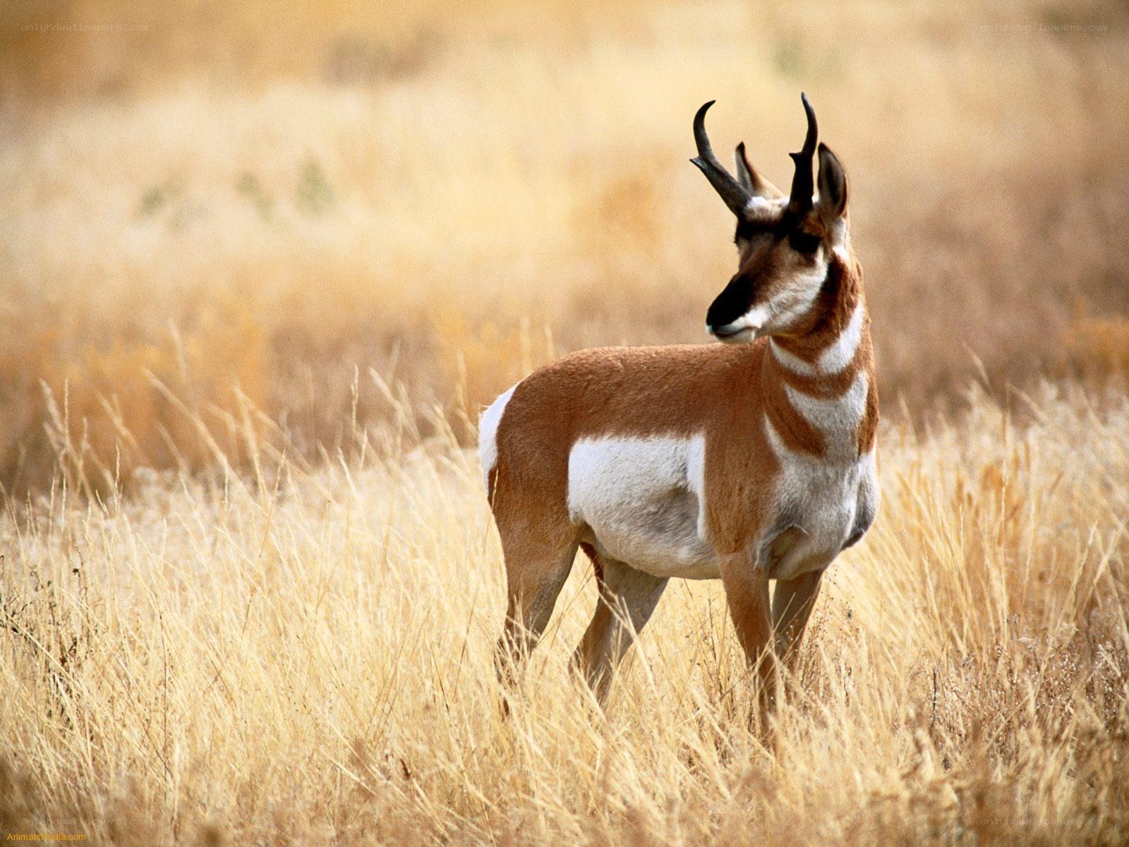 Pronghorn antelope in grassland