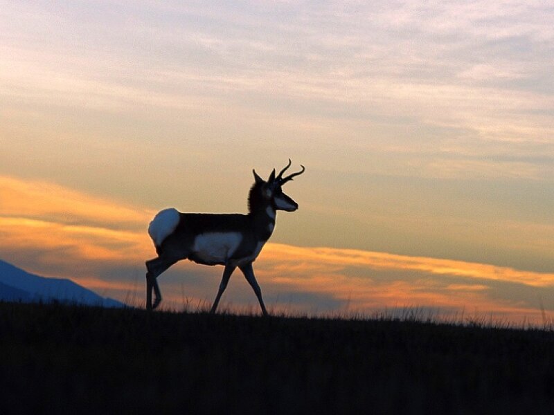 Pronghorn Antelope Silhouette